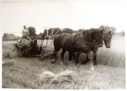 E. Lange, einer der neuen Vollerwerbslandwirte, beim Mähdreschen 1958